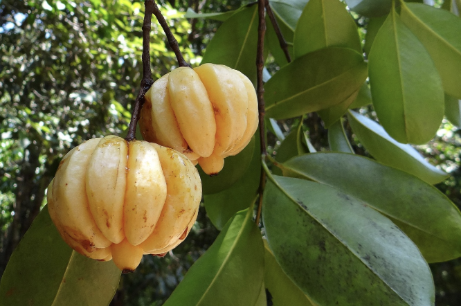 가르시니아 2주 복용 후기: 진짜 효과 있을까?