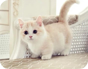 먼치킨 고양이 이미지 출처https://m.animalplanet.co.kr/contents/?artNo=32841