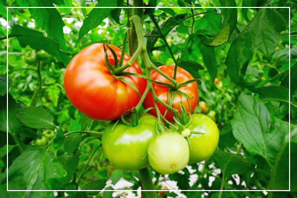 구내염에-좋은-음식