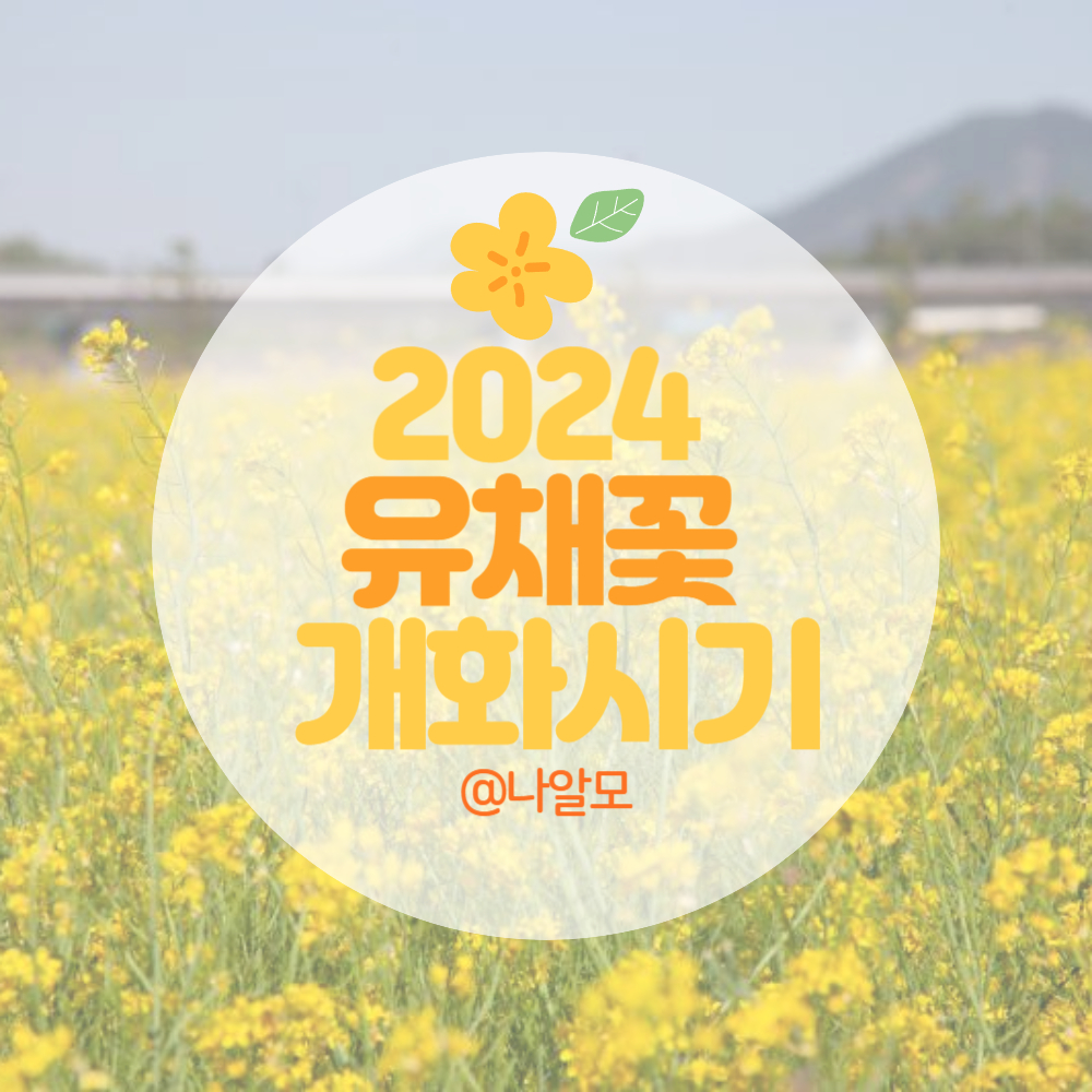 2024 유채꽃 개화시기