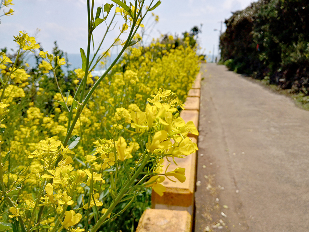 올레5코스&#44; 남원포구에서 쇠소깍까지
