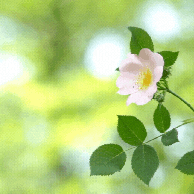 움직이는 생일 축하 문구 이미지 메세지 꽃다발