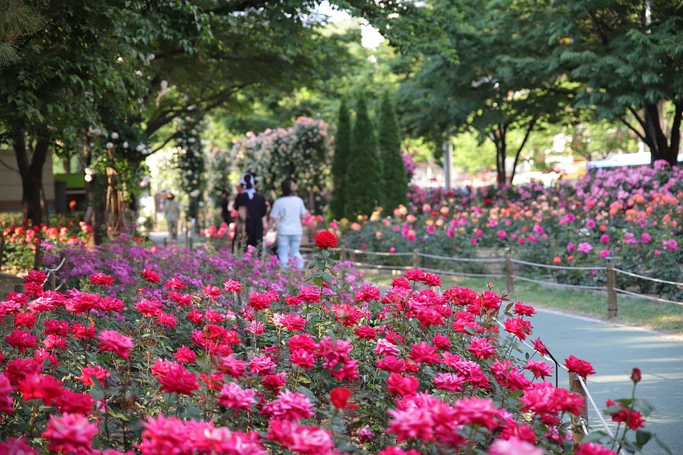 장미꽃 필 무렵