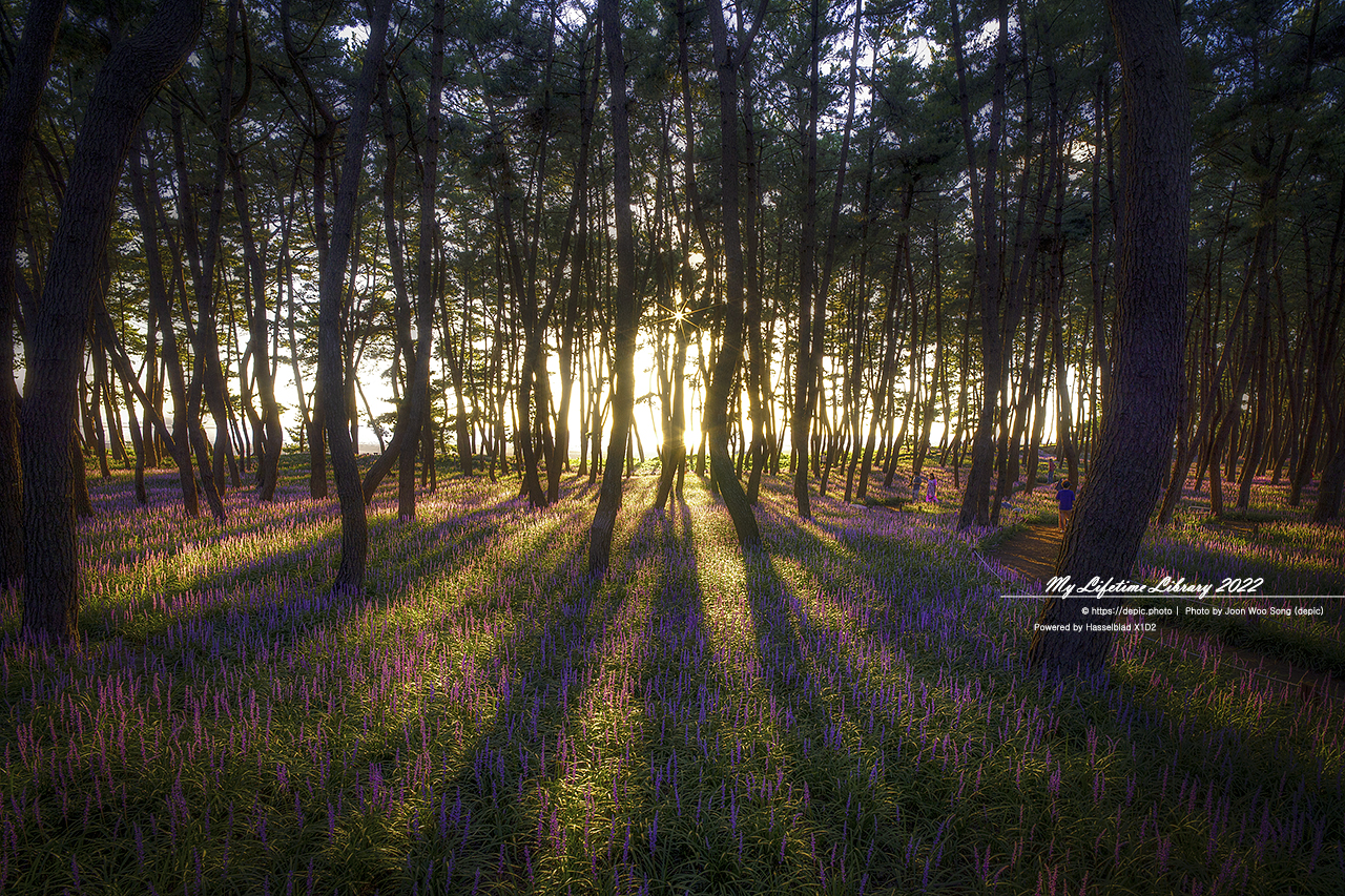 서천 맥문동 역광
