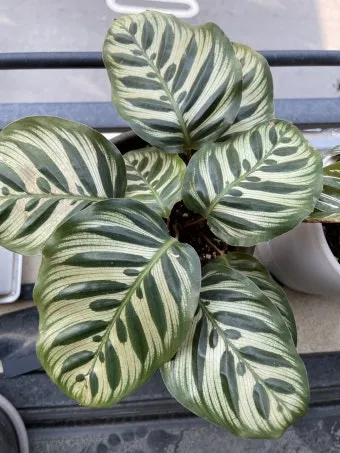 칼라데아 물주기 잎말림원인 습도관리 분무요령 시니어 맞춤 가이드_8