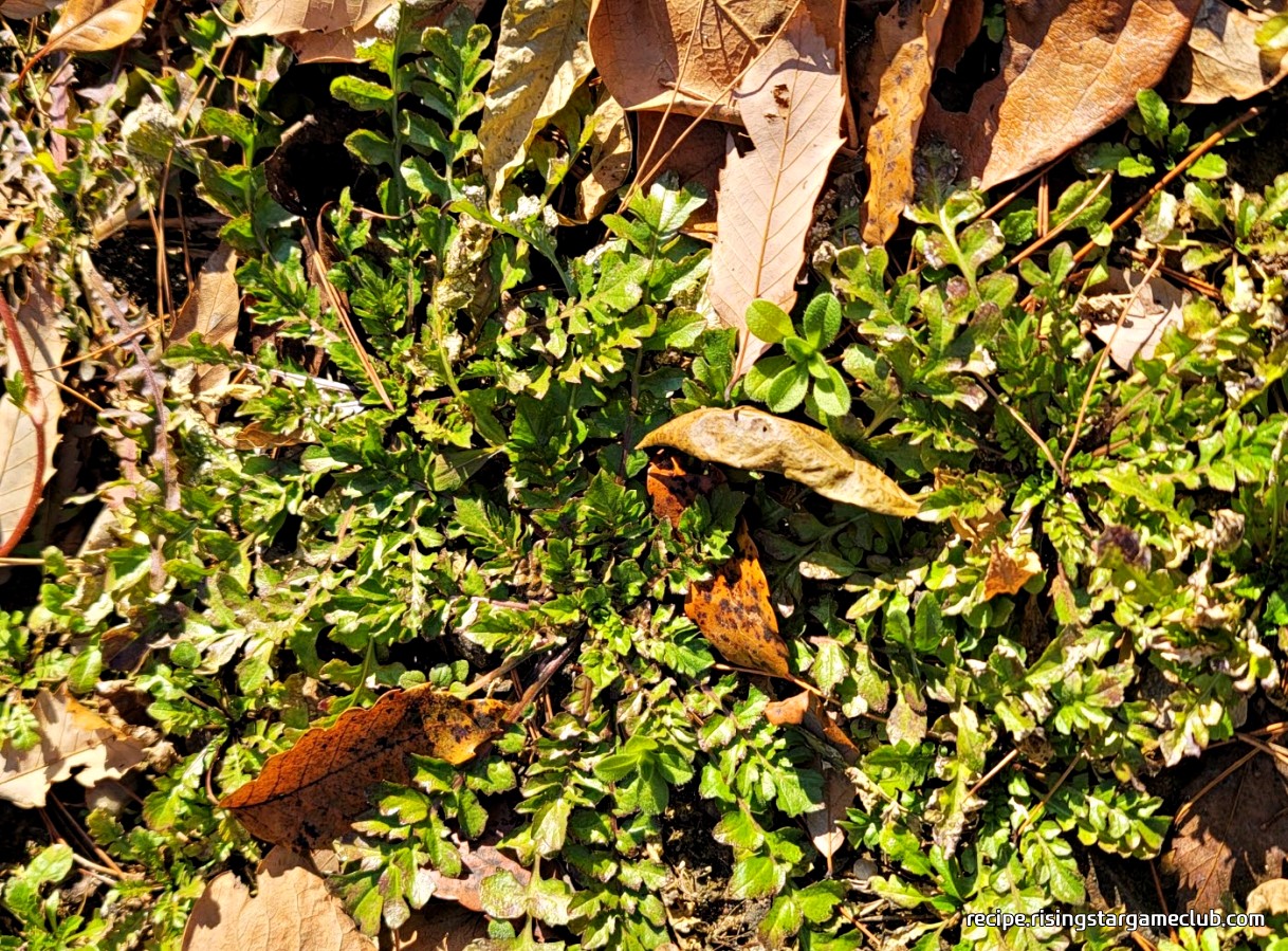 밭에 냉이가 자라있는 사진