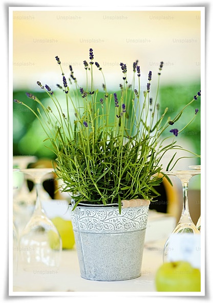 화초 "로즈마리" 집 안 공기를 정화하는 향기로운 반려식물!