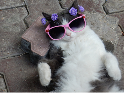 고양이가 다치는 꿈 해몽 의미 꿈풀이