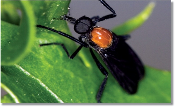 봄 가을의 불청객 러브 버그 퇴치/생태/행동/피해/예방/공존의 필요성