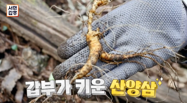 서민갑부 산양삼
