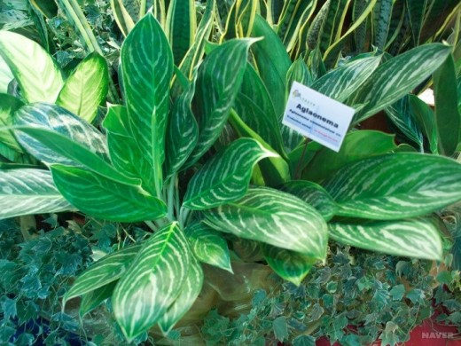 아글라오네마 실버퀸