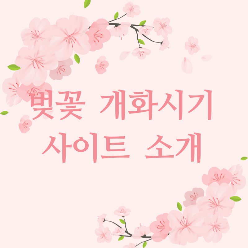 벚꽃 개화시기 확인 사이트 소개