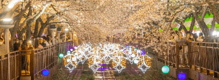 2024-여좌천-별빛축제-사진