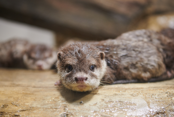 아쿠아플라넷 광교7