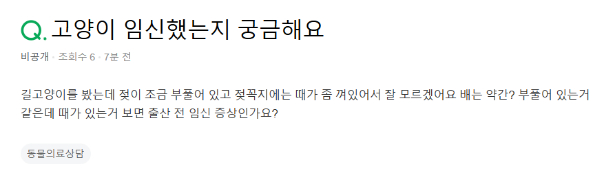 고양이 임신 궁금증