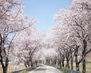 벚꽃 개화시기_21