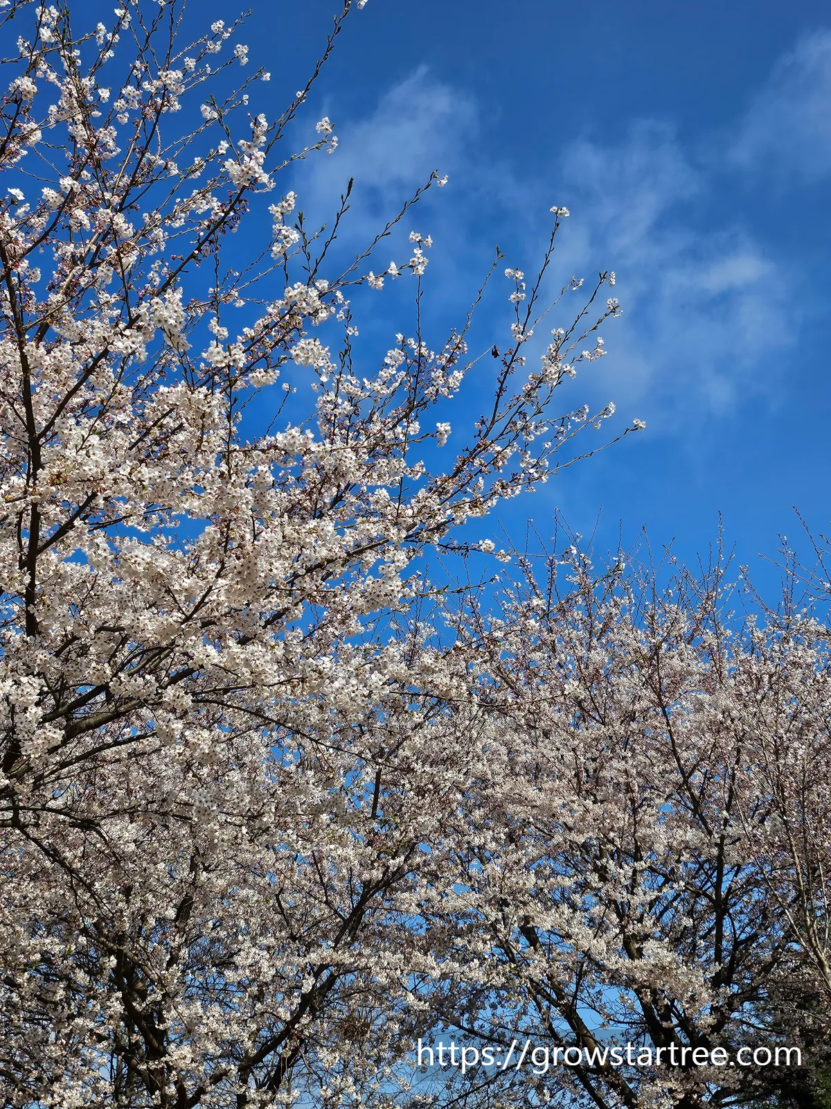 인천 연수구 봉재산 벚꽃