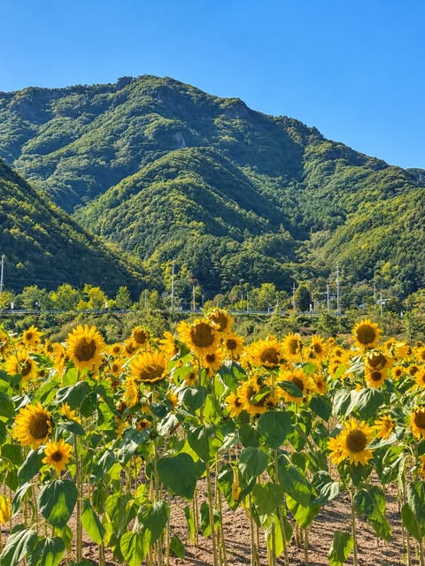 포천 한탄강 가든페스타 살펴보기 3