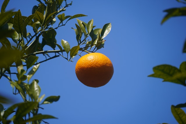 강제 착색 귤 구별법 꼭지의 비밀 확인