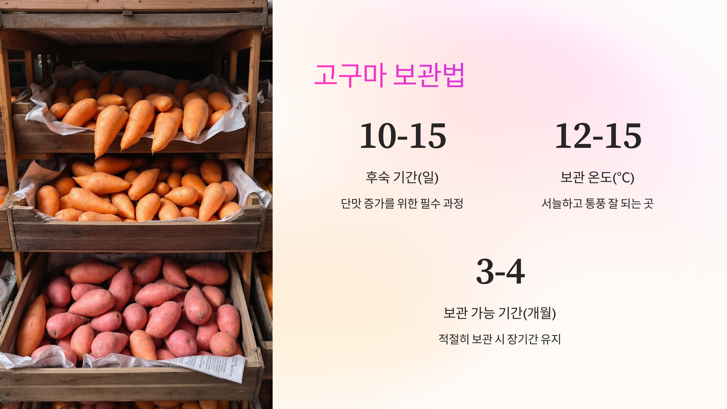 🌟 고구마 수확 &amp; 보관 요약표