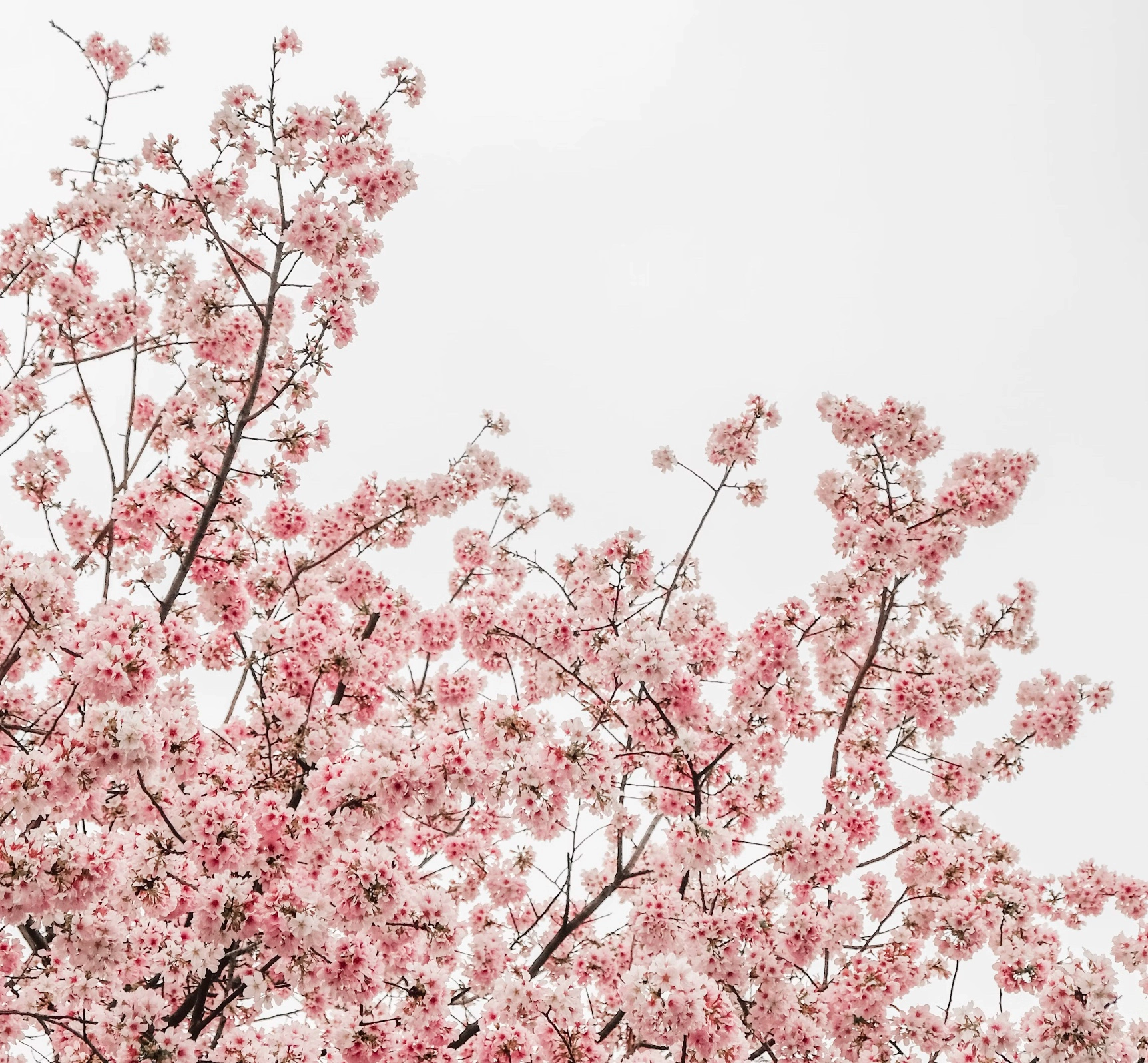 화개장터 벚꽃축제 주차장
