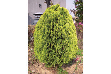 공간의 아름다움과 즐거움의 조경 식물 관목