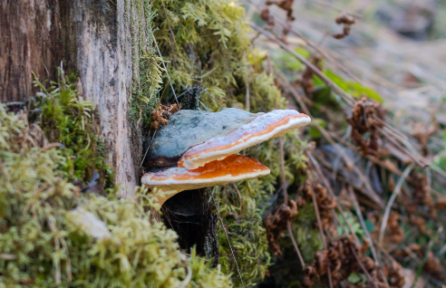 차가버섯 환 효능