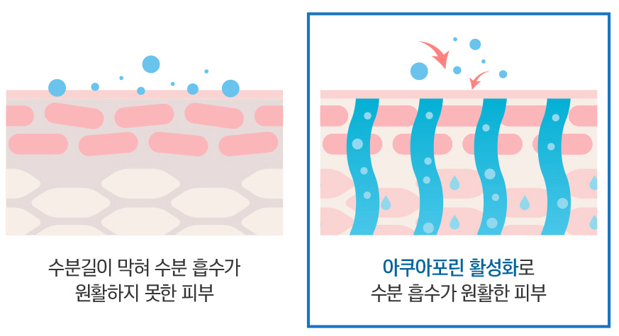 아쿠아포린 (글리세릴 글루코사이드, 부활초 성분)