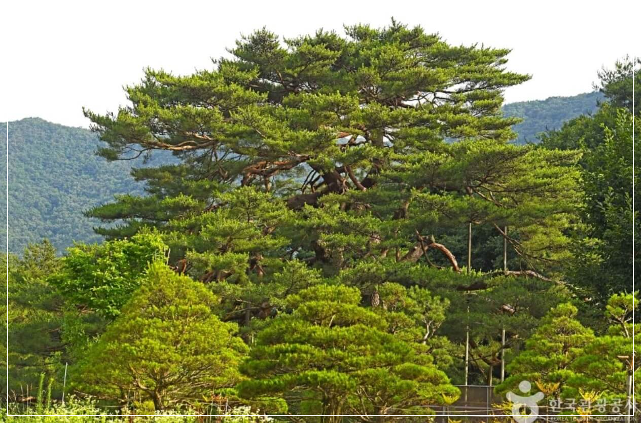 보은 가볼만한곳 베스트10 보은 서원리 소나무