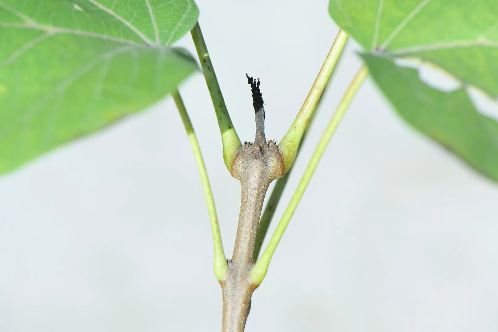 개오동