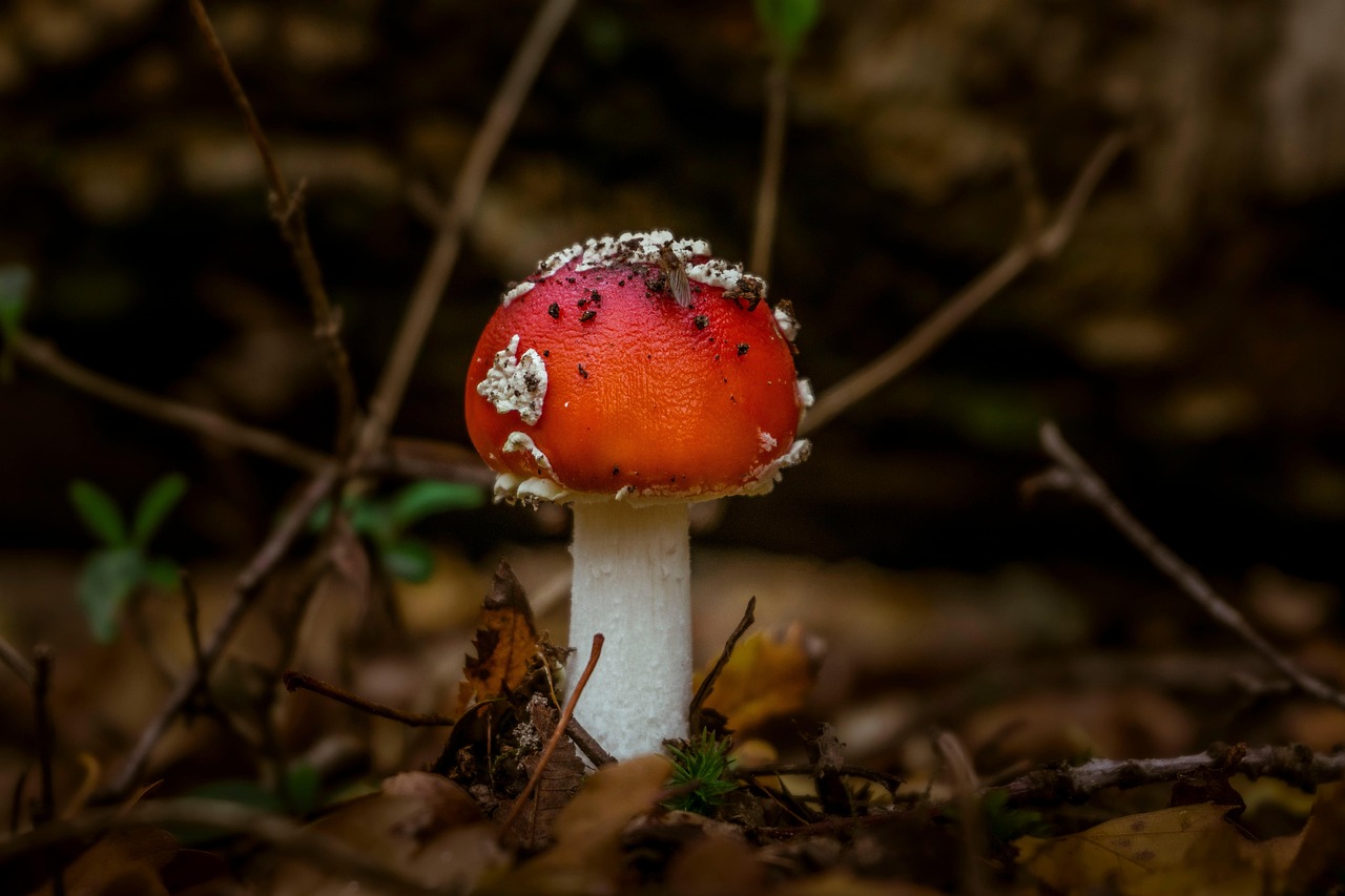 곤충과 균류 네트워크 – 초연결 생태계의 비밀