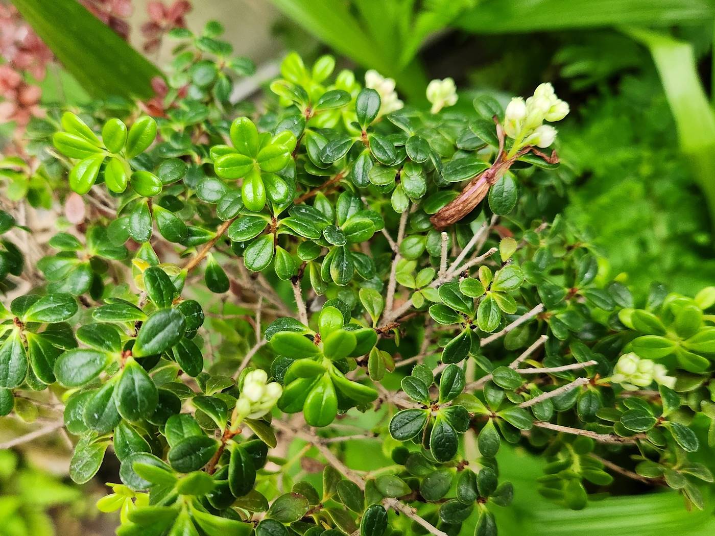 가울테리아(파스향나무) Gaultheria