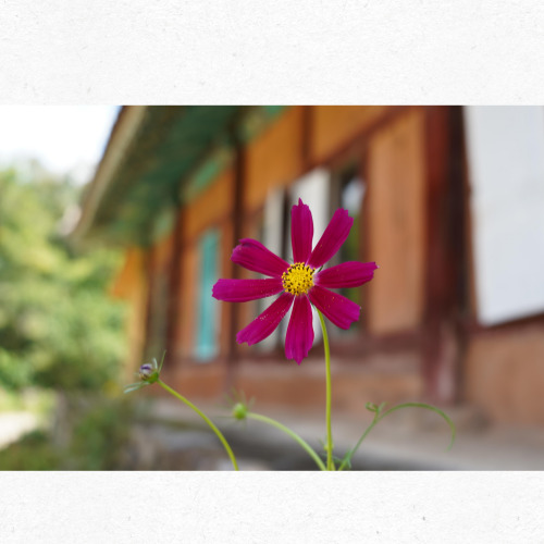 입추의 의미와 유래를 표현한 인포그래픽