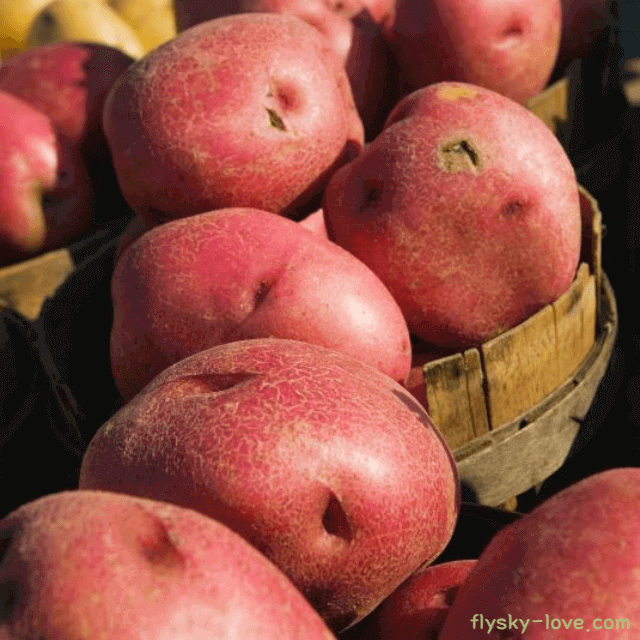 천연 해독제로 알려진 홍감자