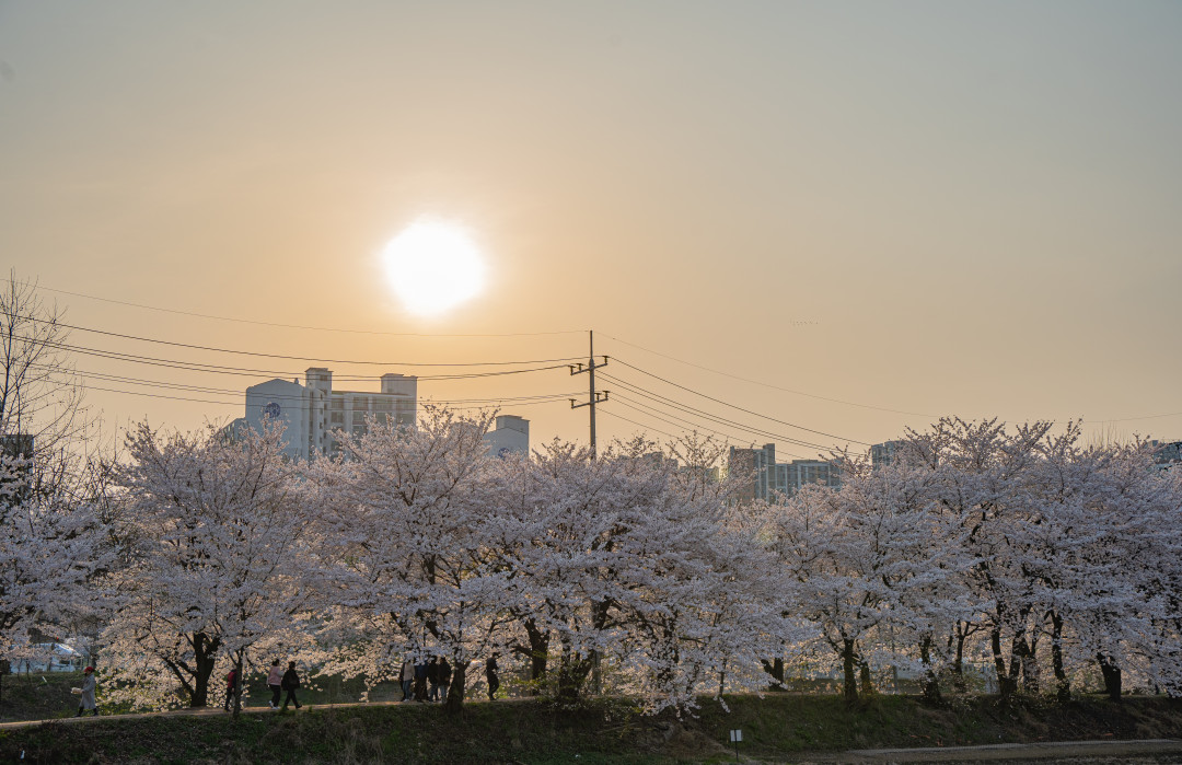 황구지천 벚꽃 산책로