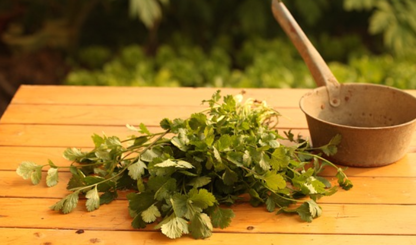 고대 페르시아의 아비센나 의학: 이슬람 황금기 의학과 약초학