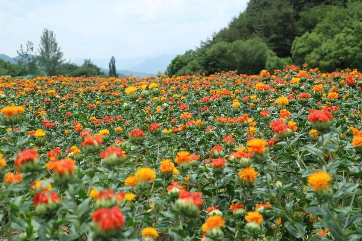 홍화 재배 건조 기후 적합 파종 요령 채종 관리_2