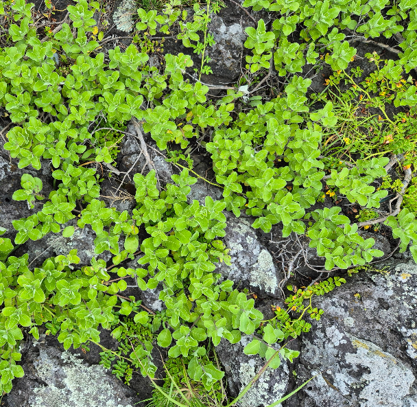 제주 자연 풍경 용암바위 야생풀