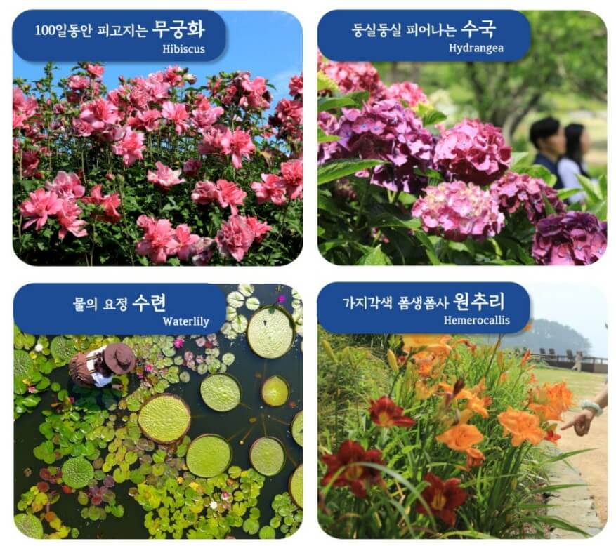 천리포수목원-꽃들5