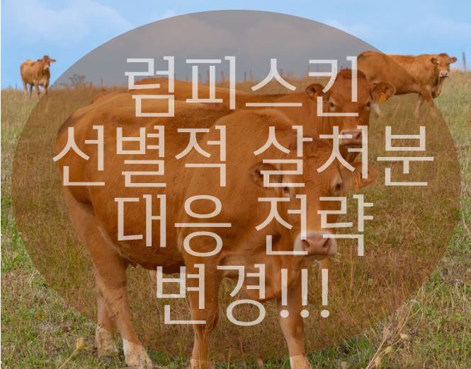 럼피스킨 선별적 살처분