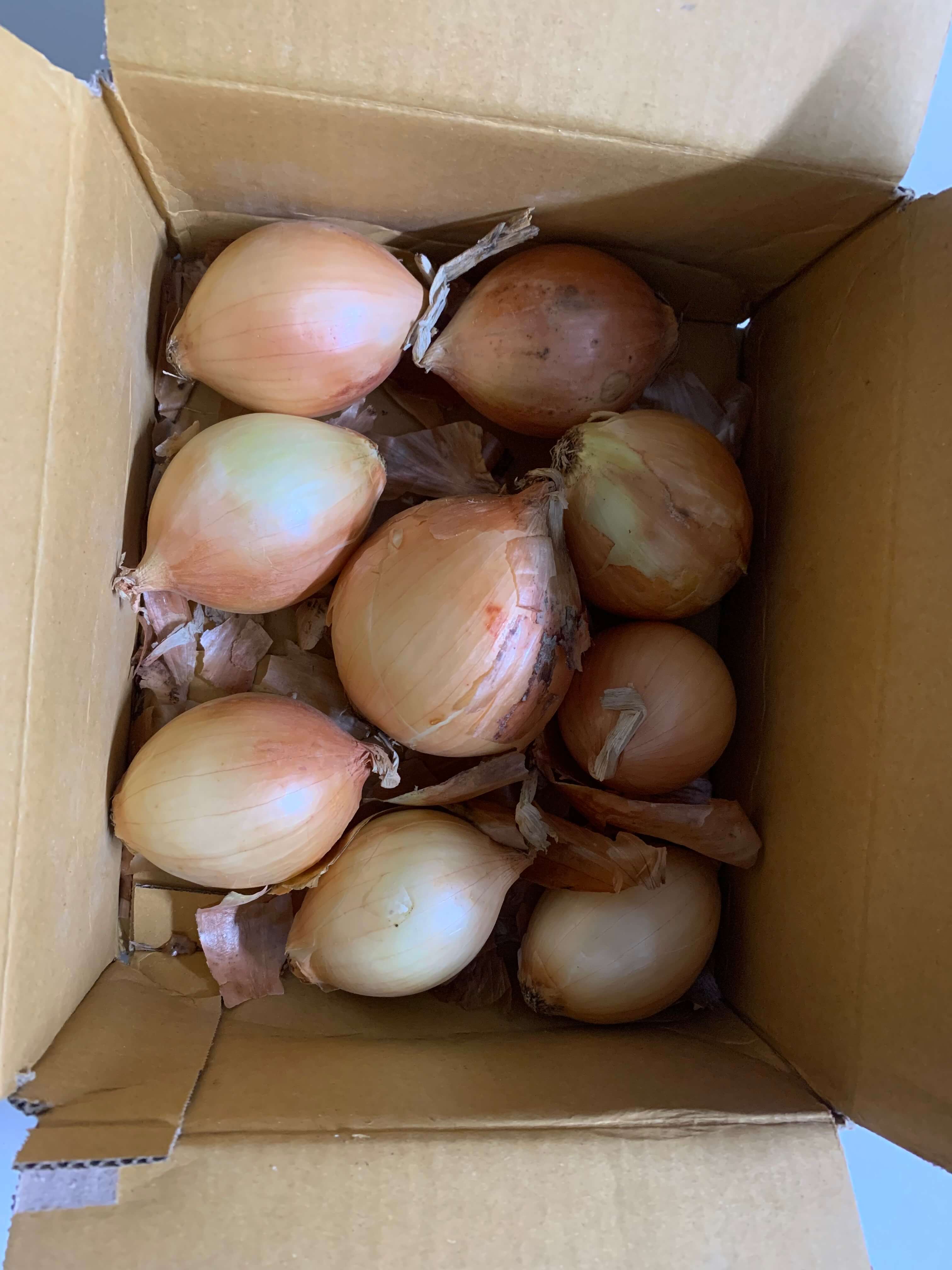 첫 수확 농작물 양파