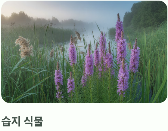 부처꽃의 고향&amp;#44; &amp;#39;축축한 습지&amp;#39;의 비밀