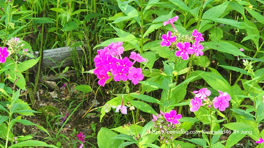풀협죽도 Phlox paniculata 협죽초