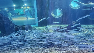 아쿠아 플라넷 제주