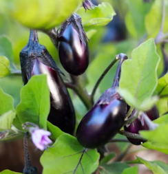 가지 효능 놀라운 9가지 부작용 고르는법 칼로리