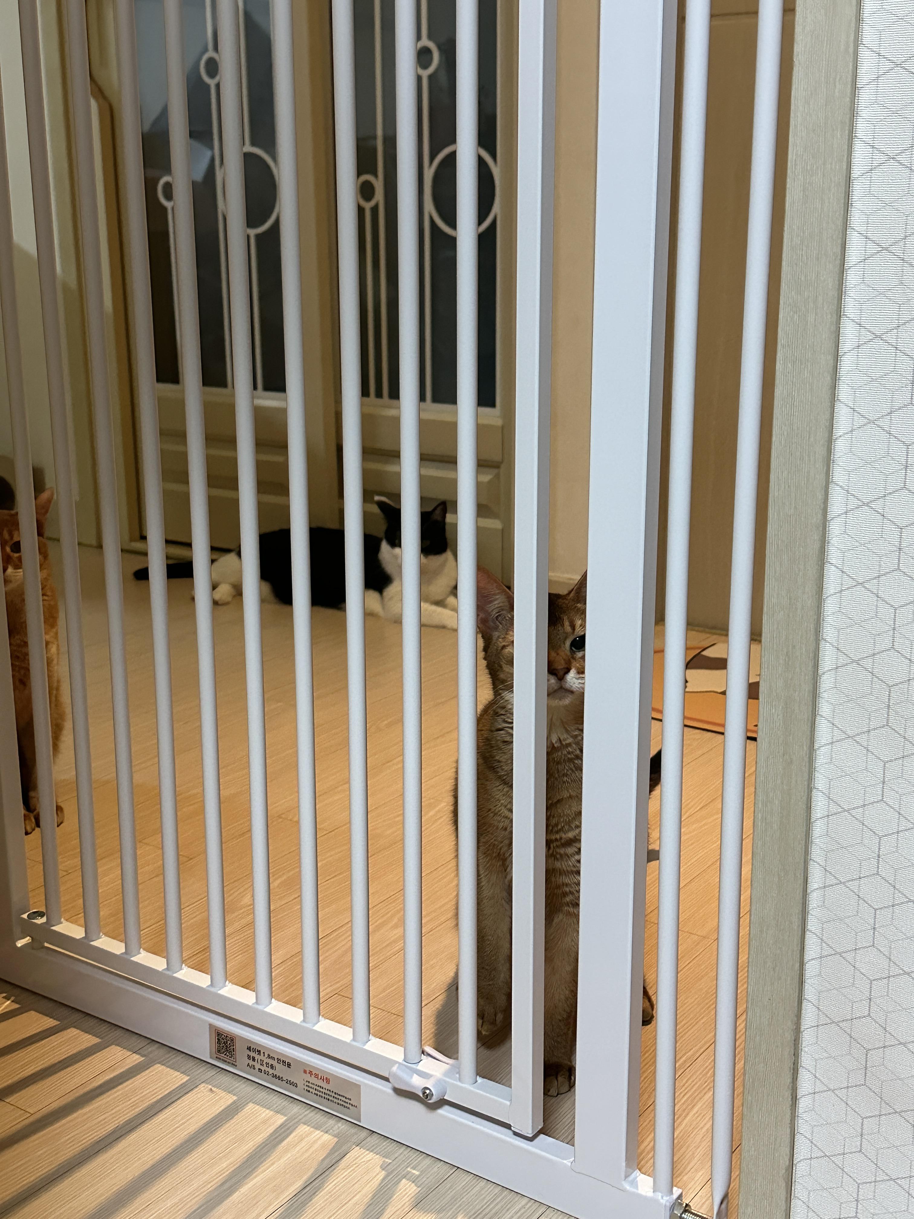 안전문_밖의_고양이들