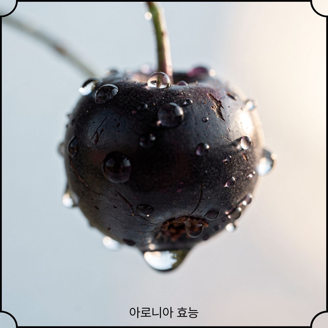 아로니아 효능