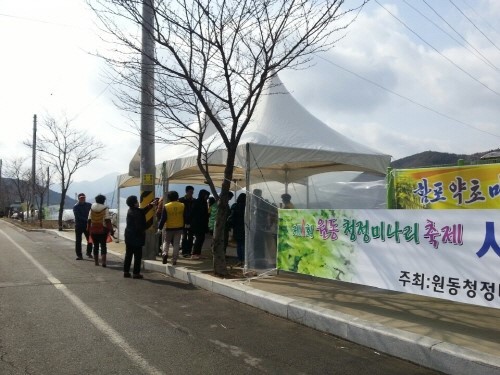 원동미나리축제
