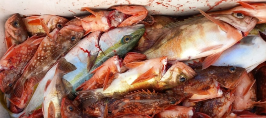 열기의 생태와 특징, 식문화적 가치 관련 사진