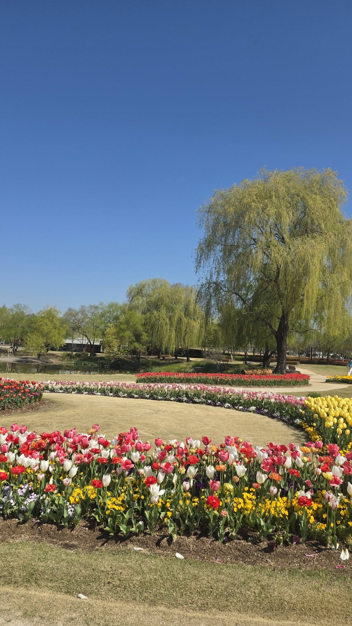 순천만국가정원 봄 28만 평 봄꽃 명소